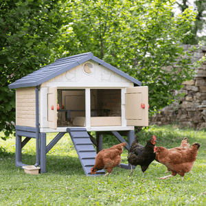 My First Chicken Coop - Stromberg's Chicken Coop for 5 Chickens with chickens frolicking and bathing