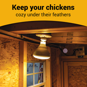 Picture of OverEZ Chicken Coop Electrical Heat Package Installed