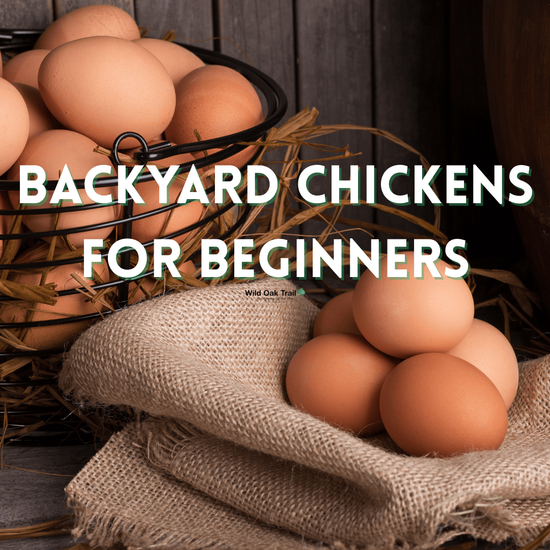 Backyard Chickens for Beginners