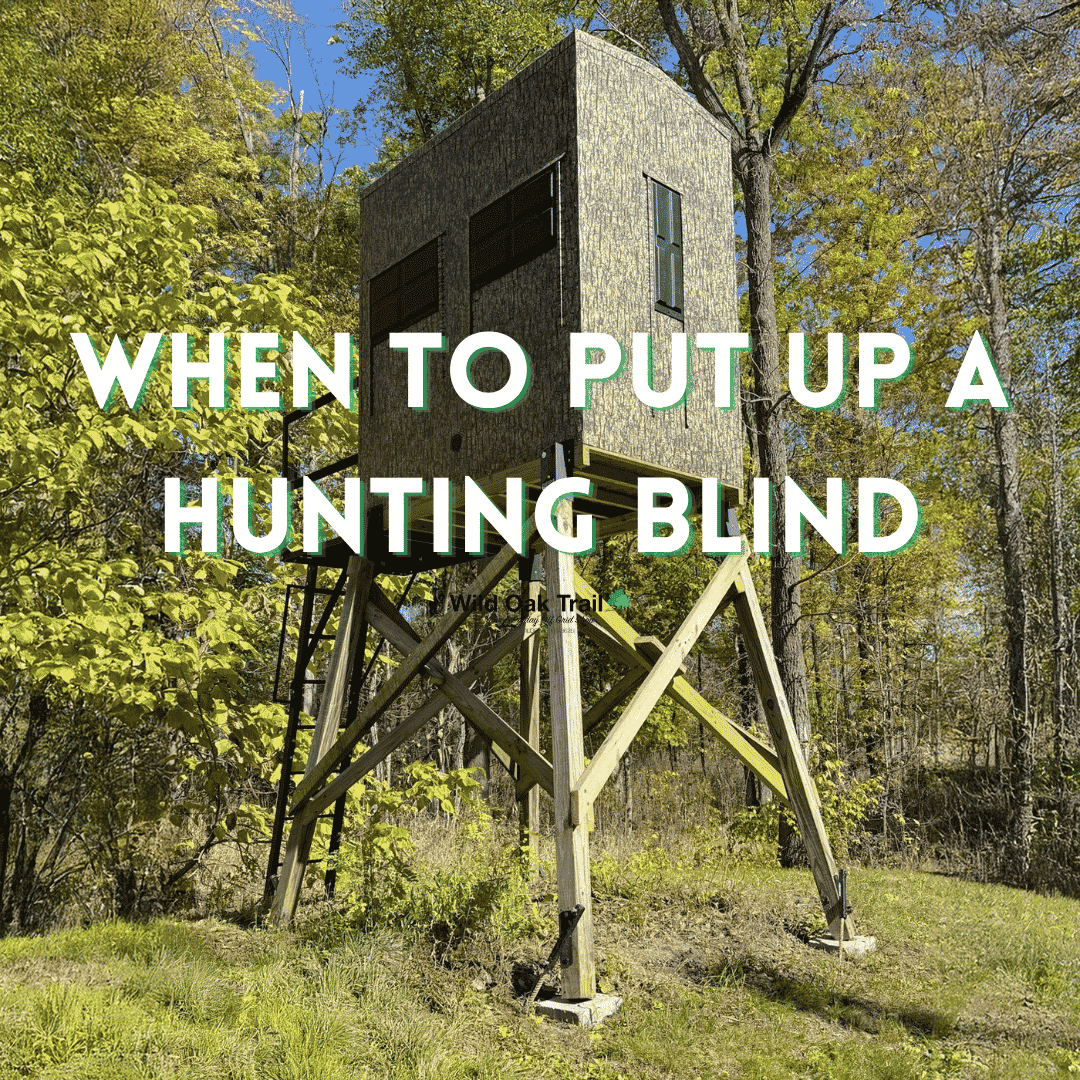 When to Put Up a Hunting Blind