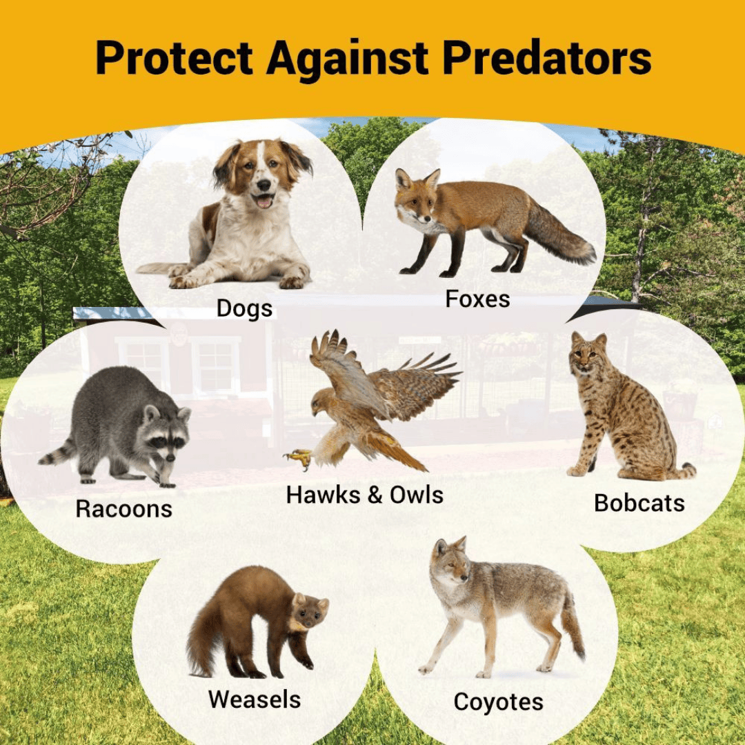 OverEZ Medium Chicken Coop predator protection infographic