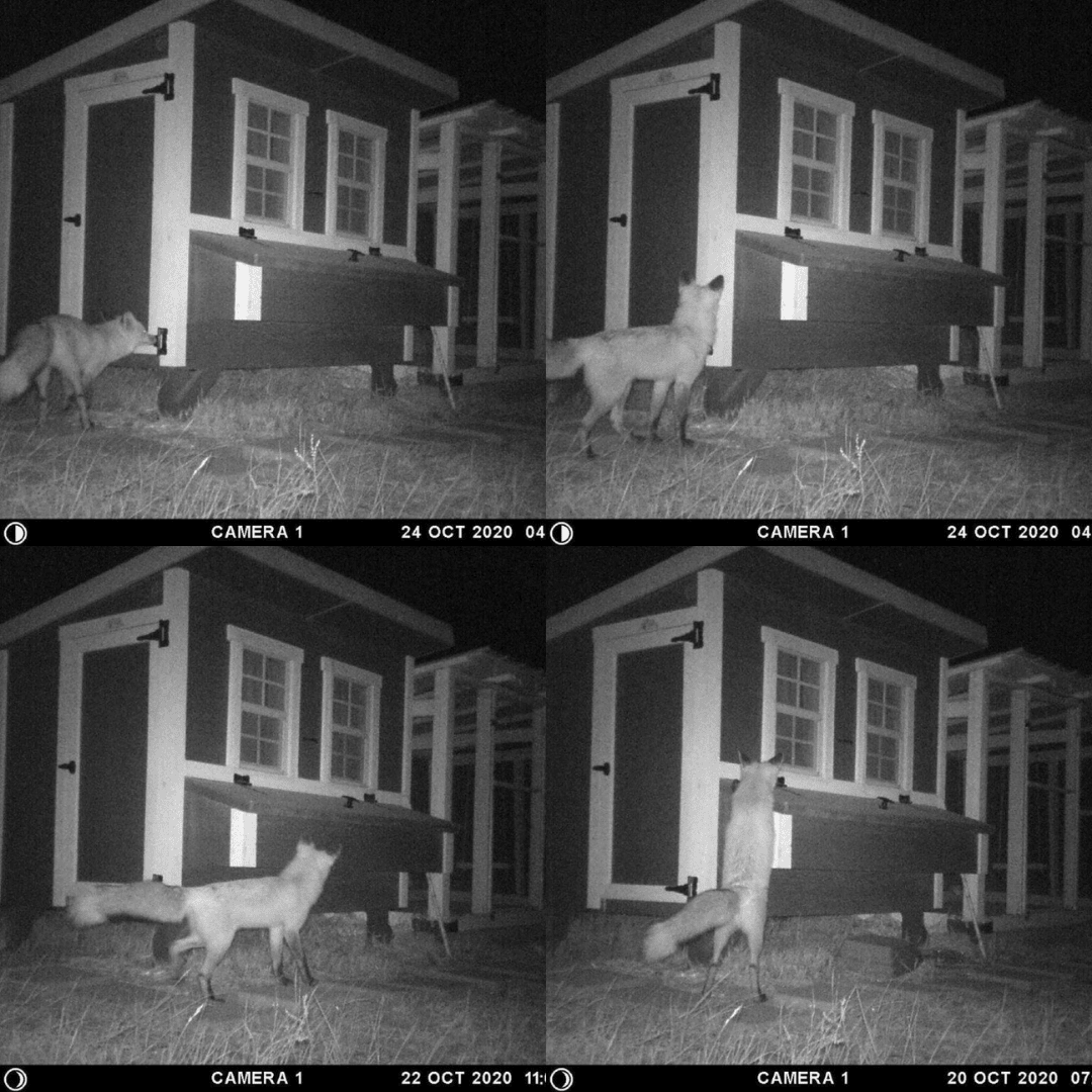 OverEZ Medium Chicken Coop predator protection on camera