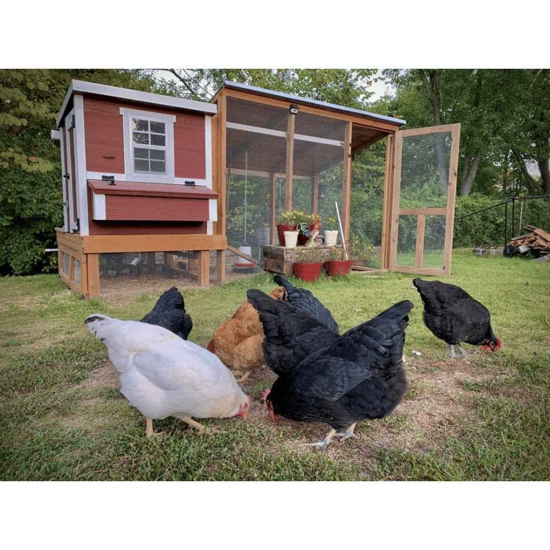 OverEZ Medium Chicken Coop with run