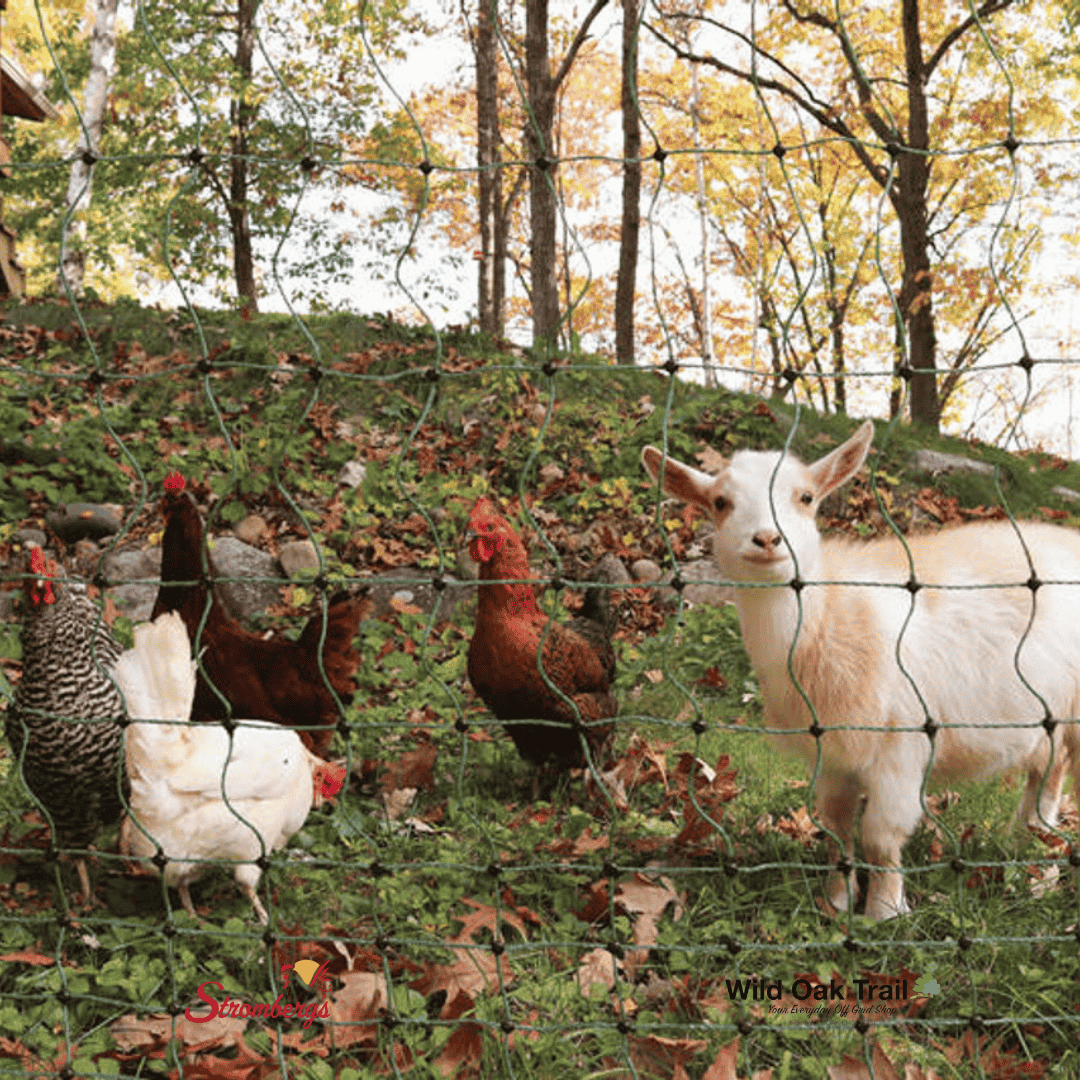 Stromberg&#39;s Electric Poultry Netting in use