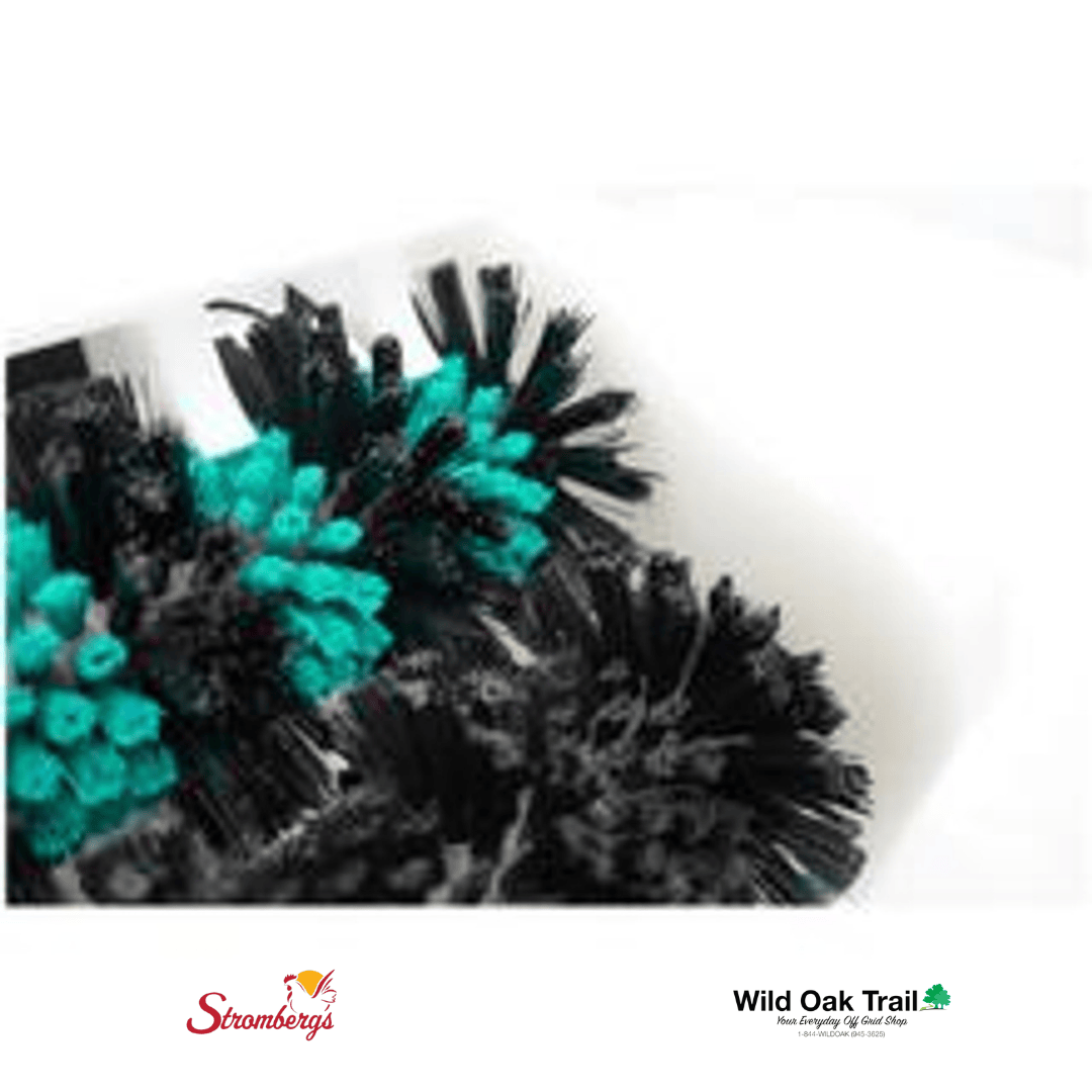 Stromberg&#39;s Little Egg Scrubber close up view