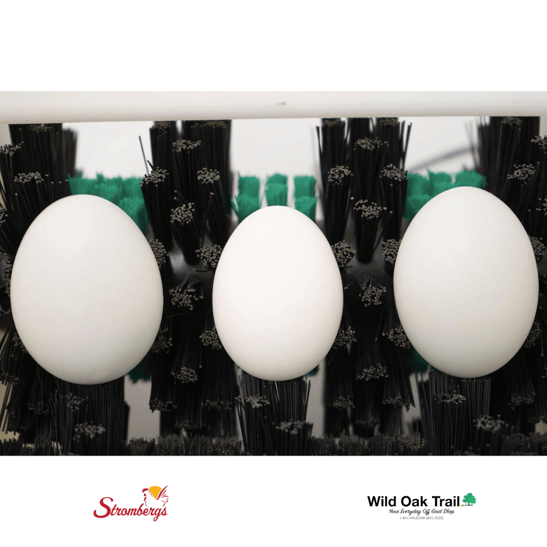 Stromberg&#39;s Little Egg Scrubber close up with differently-sized eggs