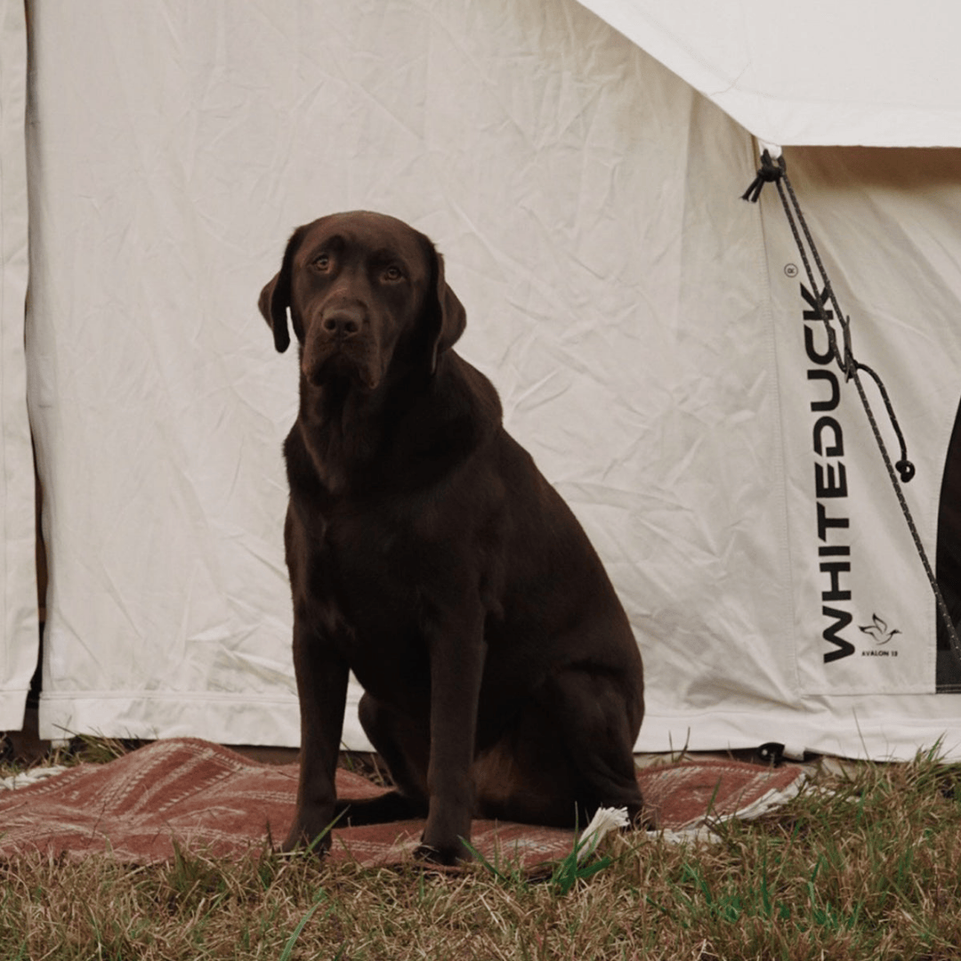 White Duck Outdoors Avalon Bell Tent with dog